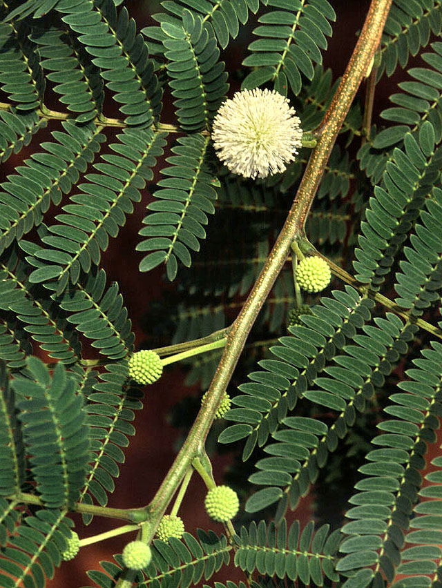 <p>Além da Titônia, outra espécie invasora citada pela especialista é a Leucaena leucocephala, conhecida como leucena, que também ameaça a vegetação nativa do Cerrado. Cresce rápido, produz muitas sementes e se espalha facilmente. Quando se estabelece, cria sombra intensa e impede o desenvolvimento de plantas nativas.</p>
