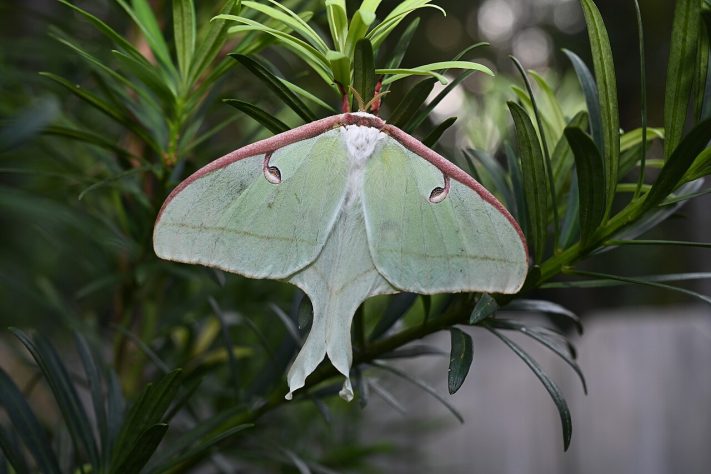 Mariposas luna (Actias luna) - Wikimedia Commons/Carlowenby