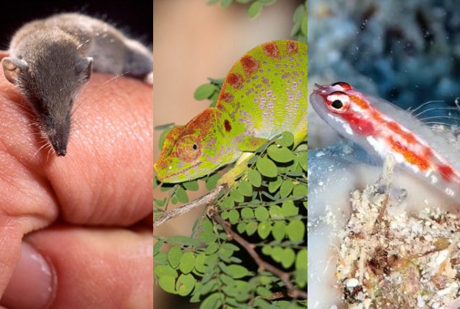 Insetos, répteis e aves: conheça animais desenvolveram um ciclo de vida curtíssimo para perpetuar a espécie