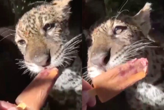 Projeto em São Paulo acolhe animais resgatados com direito a picolé e bichinhos de pelúcia; conheça o Selva Viva