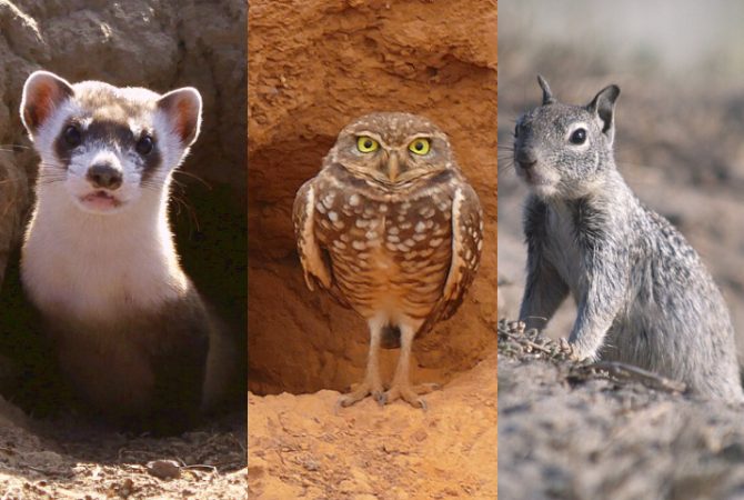 A vida debaixo da terra: conheça animais de diferentes espécies que vivem em tocas