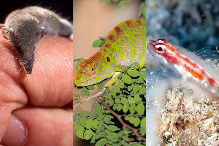 Espécies de animais com o ciclo de vida curtíssimo - Montagem/iNaturalist/Wikimedia Commons