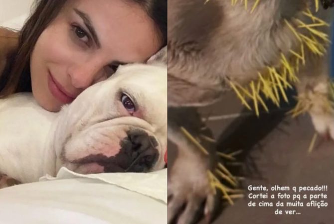 Cachorros de Sthefany Brito sofrem ataque de porco-espinho; um foi internado