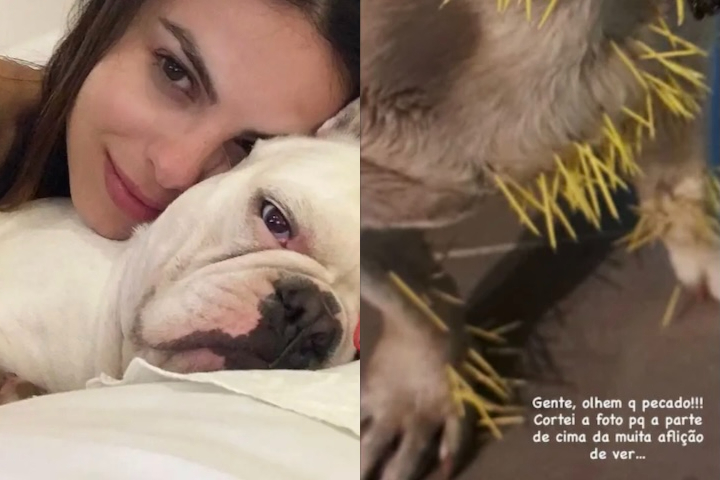 Porco-espinho (animal) - Montagem/Reprodução/Redes Sociais