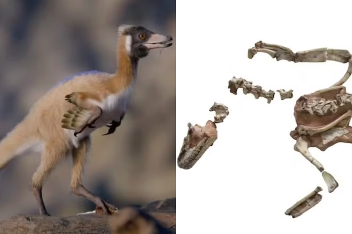 Descoberta revela fósseis de dinossauros na Patagônia argentina - Reprodução/ABS-CBN News - Reprodução/Gabriel Díaz Yantén/Divulgação/Peter Makovicky