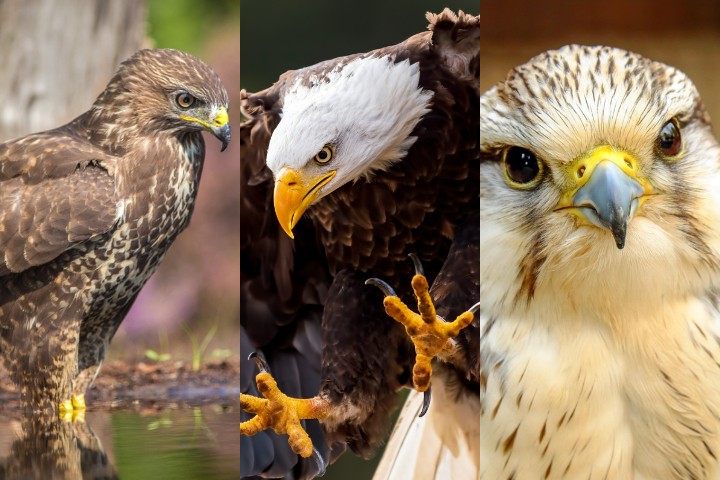 Falcão, gavião, águia - Aves de rapina — Montagem/Unsplash/Pixabay