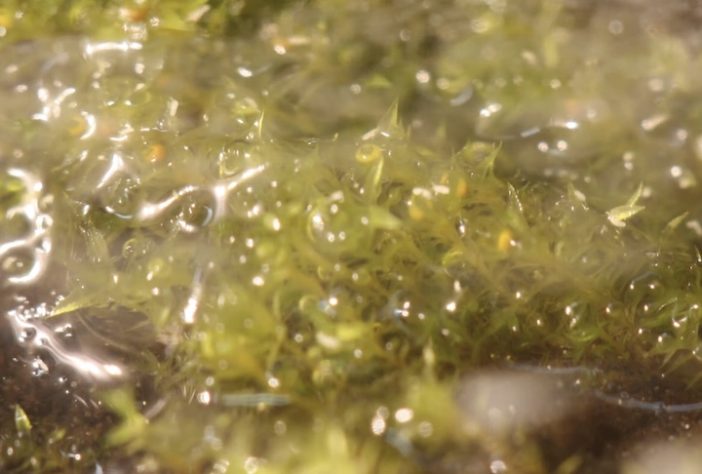 Musgo Physcomitrium patens - Reprodução