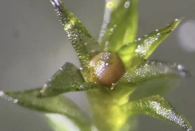 Musgo é lançado no espaço por nove meses e resultado do experimento surpreende cientistas