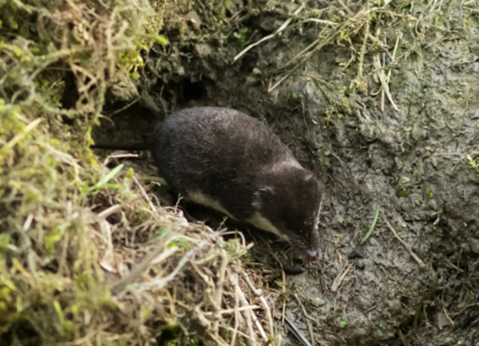 Nem todos os musaranhos são venenosos, apesar de pertencerem ao mesmo grupo. Apenas algumas espécies possuem saliva tóxica, usada para imobilizar presas, como o musaranho-de-cauda-curta (Blarina brevicauda) e o musaranho-aquático (Neomys fodiens), enquanto outras, como o musaranho-pigmeu, não apresentam veneno funcional relevante.