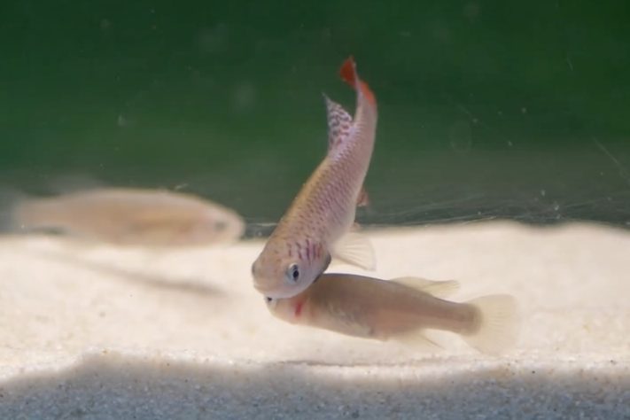 Killifish-turquesa (Nothobranchius furzeri) – Reprodução 