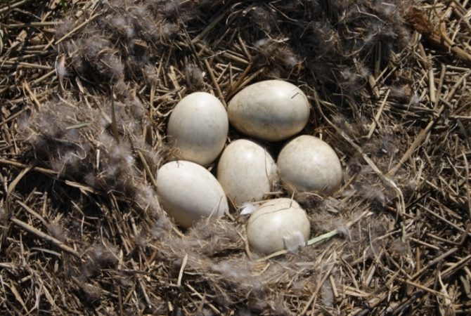 Ovos de aves pelo mundo: tamanhos, cores e curiosidades