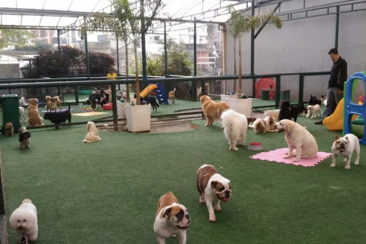 <p>Além disso, os segmentos que mais vêm crescendo proporcionalmente são serviços veterinários, produtos de saúde animal e serviços gerais, como creches, hotéis e estética para pets.</p>
