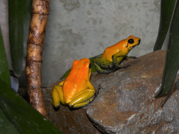 <p>Além da Phyllobates terribilis, existem outras espécies como Phyllobates bicolor (foto) e Phyllobates aurotaenia. Embora menos potentes, seus venenos ainda podem causar sérios danos. Portanto, o gênero Phyllobates é reconhecido como um dos mais perigosos.</p>
<div></div>
