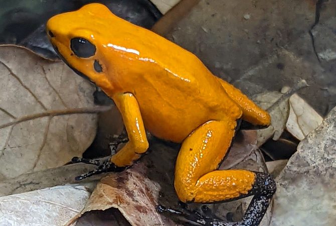Anfíbios com toxinas na pele: desvende o universo dos sapos venenosos