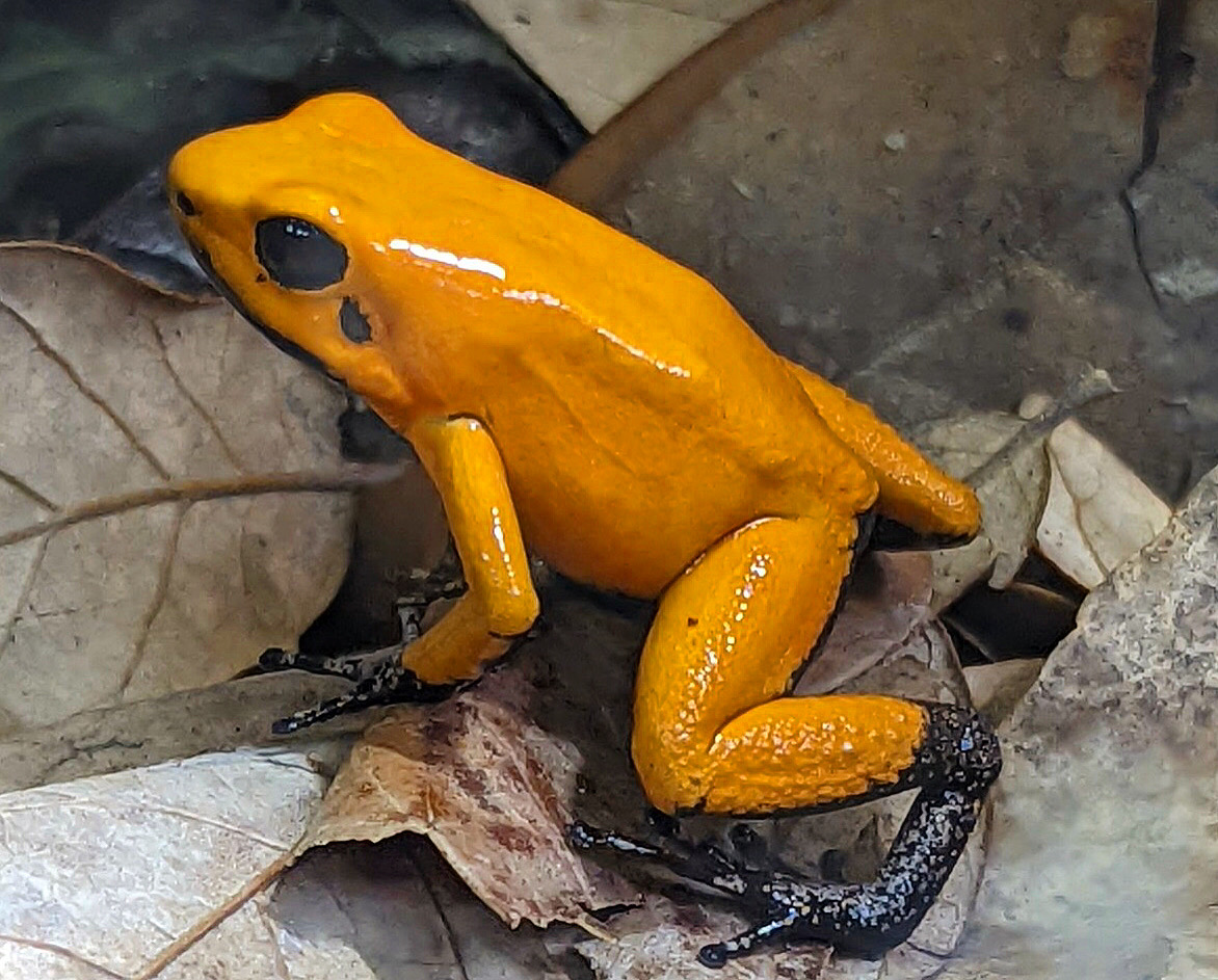 <p>O veneno da Phyllobates terribilis é chamado batrachotoxina, e atua bloqueando canais de sódio nas células nervosas. Esse mecanismo paralisa músculos e pode levar à morte por falência respiratória. A ciência entende como uma molécula tão pequena pode ter efeito devastador.</p>
