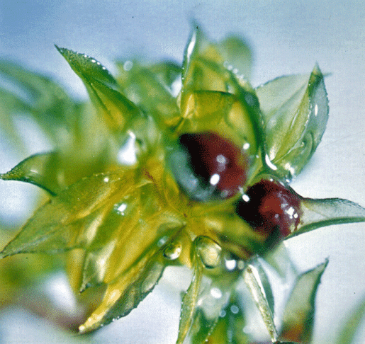 <p>Embora a microgravidade e a falta de pressão tenham causado pouco impacto, a luz ultravioleta direta foi o fator mais agressivo, degradando pigmentos como a clorofila.</p>
