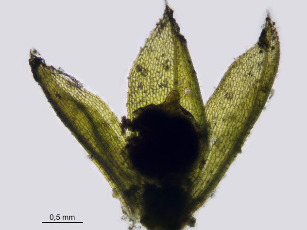 Musgo Physcomitrium patens - Wikimedia Commons/HermannSchachner