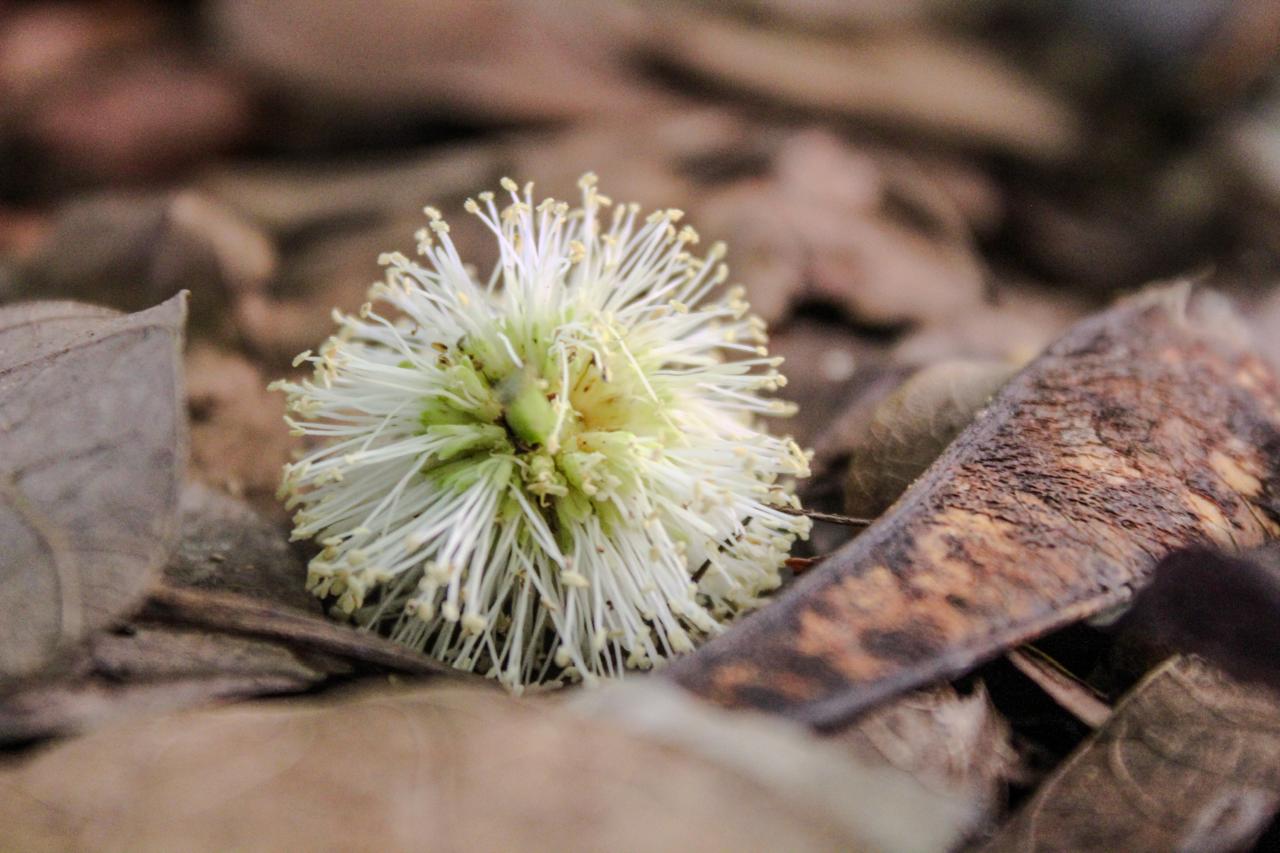 <p>Além disso, a leucena altera a composição do solo ao fixar nitrogênio em excesso. Isso favorece ainda mais sua própria expansão e dificulta em alto grau a sobrevivência de outras espécies.</p>
