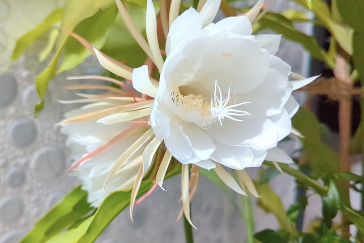 Em cultivo doméstico, a planta pode florescer uma ou duas vezes ao ano, dependendo das condições de luz e cuidados — ela prefere locais bem ventilados, com iluminação indireta e regas moderadas.