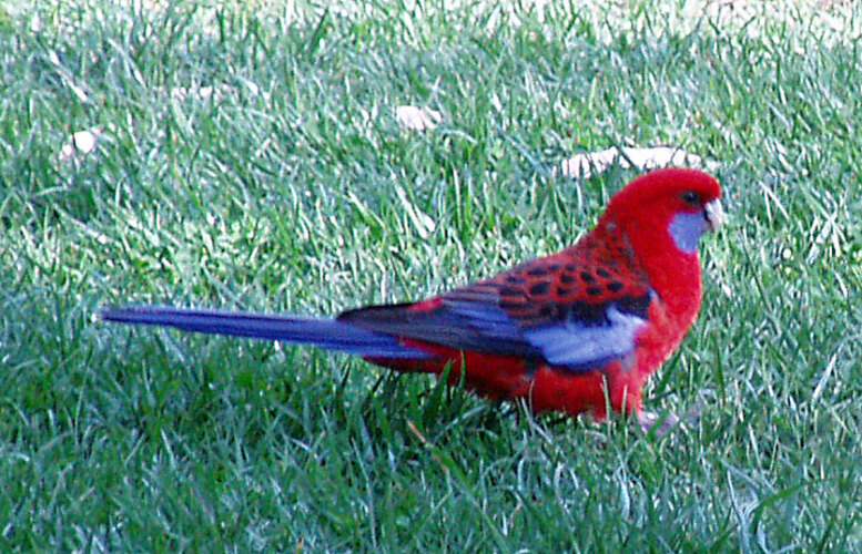 <p>A rosela é um papagaio colorido nativo da Austrália, com plumagem vibrante que mistura vermelho, azul e amarelo. Apesar de enfrentar ameaças locais, não é considerada ameaçada de extinção.</p>

