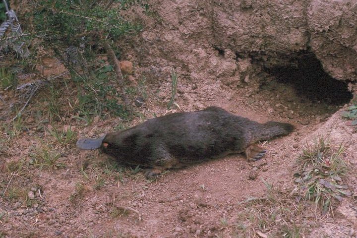 <p>Ornitorrinco – Escava tocas nas margens dos rios com entradas camufladas, servindo tanto para o descanso quanto para a incubação dos ovos — nesse caso, constroem tocas mais profundas.</p>
