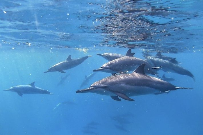 Golfinhos-rotadores - Reprodução @icmbionoronha