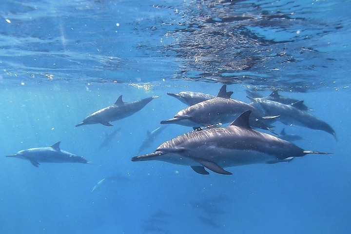 <p>Graças a esse trabalho, a região se mantém como um dos ambientes mais seguros para os golfinhos-rotadores, servindo de referência mundial em conservação.</p>
