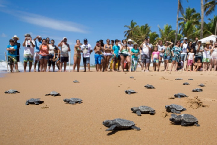 <p>O arquipélago também é um centro vital de pesquisas para o Projeto Tamar, que monitora a desova de tartarugas marinhas em locais como a Praia do Leão e a Baía do Sueste.</p>
