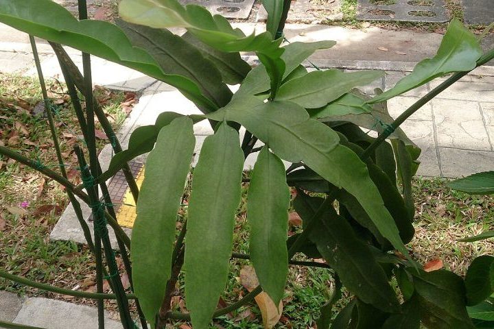 Diferentemente dos cactos típicos, essa espécie não possui espinhos agressivos e prefere ambientes úmidos e sombreados. Seu crescimento ocorre por meio de caules achatados e pendentes, que podem atingir bom comprimento com o tempo.