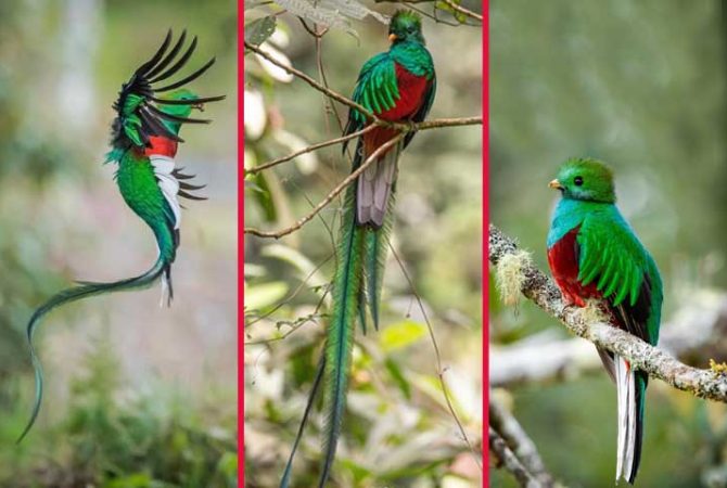 Quetzal: uma das espécies mais desejadas por observadores de aves