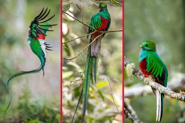 Quetzal, pequeno pássaro encontrado no sul do México e América central - Reprodução do Instagram @rainforest_photo_tours