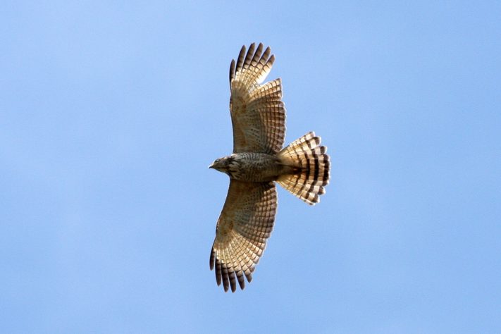 Gavião-carijó, aves de rapina | Flickr - Ron Knight