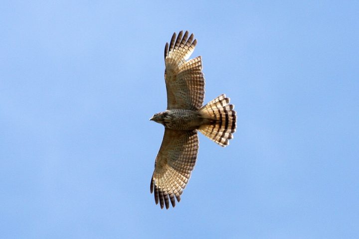 Eles possuem asas mais curtas e arredondadas, ideais para manobras rápidas entre árvores, e uma cauda mais longa que auxilia no controle do voo. 