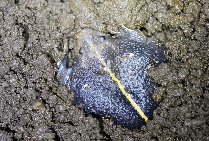 <p>Sapos escavadores – Certas espécies de sapos passam parte do tempo enterradas ou em pequenas tocas úmidas no solo, o que ajuda a evitar a perda de água e a sobreviver em ambientes secos.</p>
