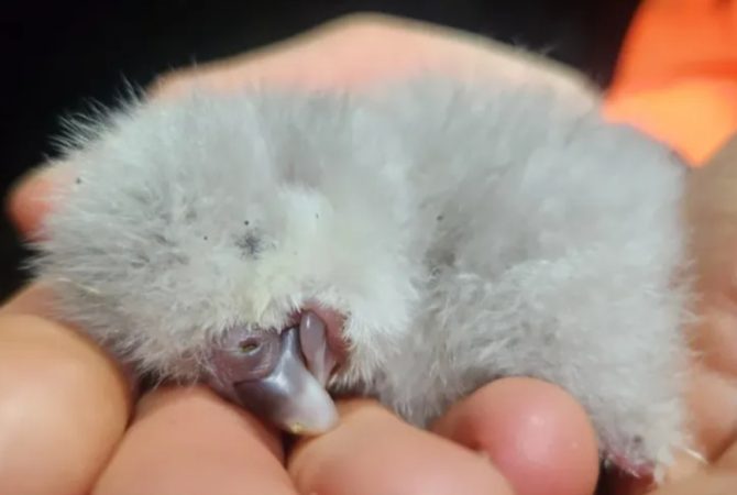 Filhote de kākāpō nasce na Nova Zelândia após quatro anos e reacende esperança para espécie rara