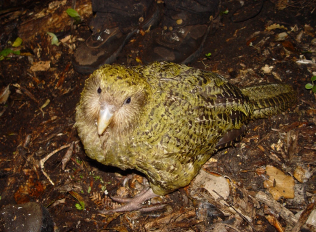 <p>Seu nascimento representa um motivo de esperança para os esforços de conservação que ajudam a preservar essa ave única.O k?k?p? (Strigops habroptilus) é um papagaio noturno e incapaz de voar, endêmico da Nova Zelândia, famoso por ser o maior e mais pesado papagaio do mundo.</p>
