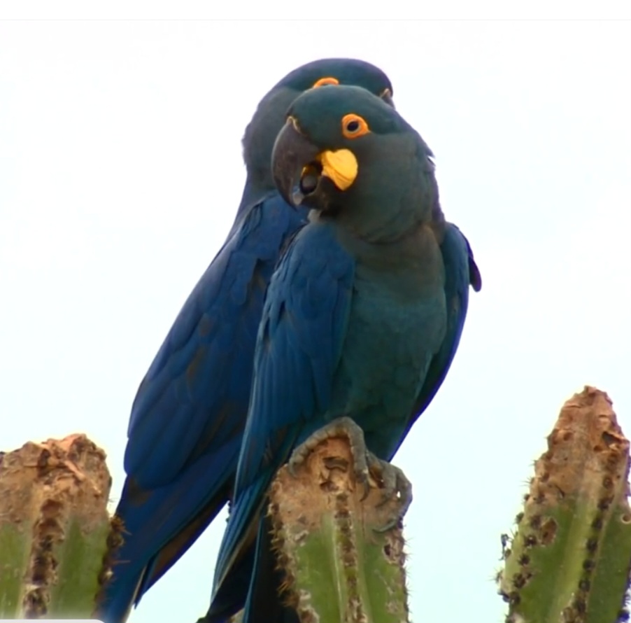 <p>A ave é considerada uma das mais raras do Brasil e tornou-se símbolo de resistência no semiárido. Sua sobrevivência depende diretamente da preservação do habitat e de ações contínuas de conservação.</p>
