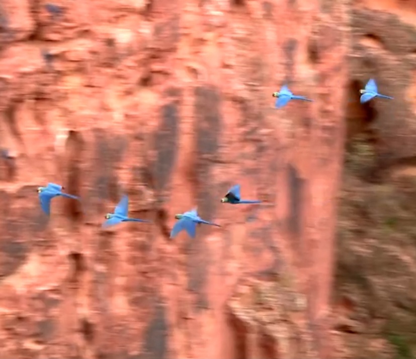 <p>No Raso da Catarina, a Reserva Biológica de Canudos abriga importantes populações da espécie. Ali, paredões rochosos de até 58 metros de altura servem como dormitório coletivo para centenas de araras.</p>
