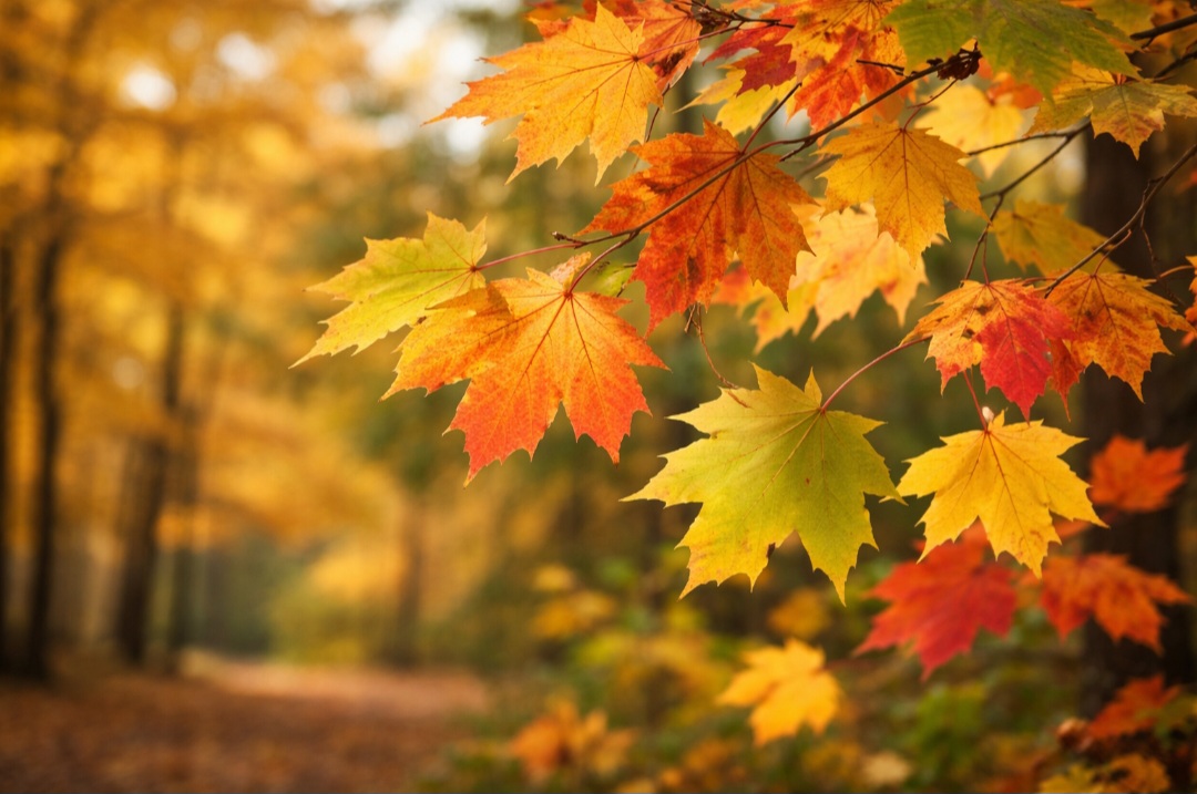 <p>No outono, em regiões de clima temperado, a clorofila se degrada. Com isso, outras cores presentes nas folhas se tornam visíveis.</p>

