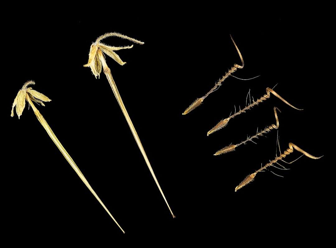 Essas sementes pertencem, em geral, a algumas espécies de gramíneas, que possuem estruturas alongadas chamadas aristas. Elas funcionam como extensões finas, sensíveis às mudanças do ambiente. É justamente nessas partes que ocorre o movimento observado.