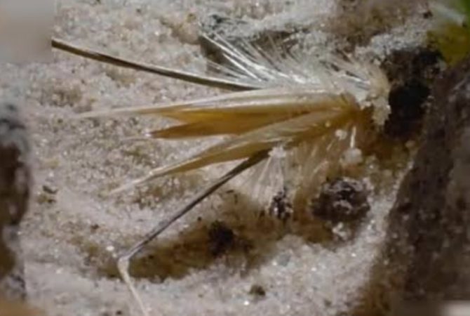 Sementes que “se movem”: o curioso mecanismo natural que ajuda na germinação