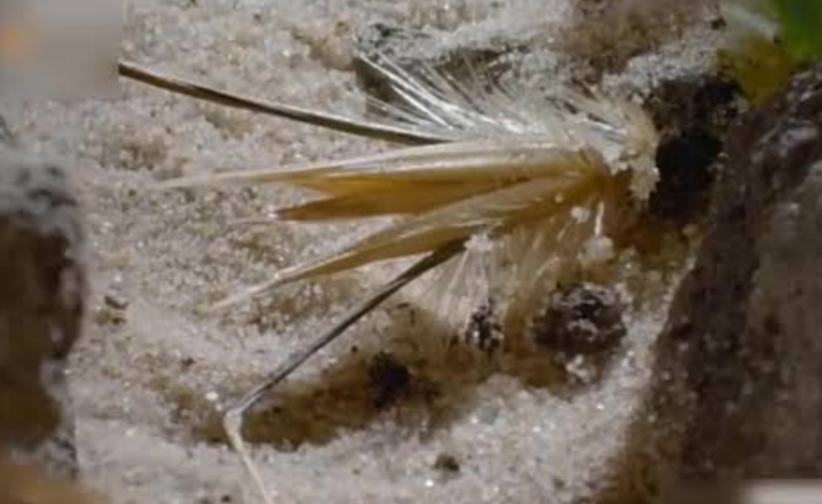 O mecanismo por trás disso é conhecido como movimento higroscópico. Em resumo, ele acontece quando materiais reagem à umidade do ar, absorvendo ou perdendo água. Essa variação provoca alterações na forma da estrutura.