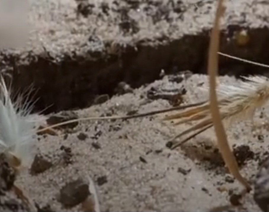 Quando o ar está úmido, partes da arista incham; quando o clima seca, elas encolhem. Esse processo faz com que a estrutura torça e se destorça repetidamente. Como resultado, a semente pode girar ou se deslocar lentamente sobre o solo.