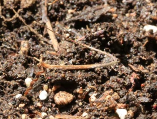 O fenômeno pode parecer surpreendente à primeira vista, mas é fruto de adaptações ao longo da evolução. Sem qualquer tipo de consciência, essas sementes utilizam apenas suas características físicas. Ainda assim, o resultado final continua sendo um dos exemplos mais curiosos da natureza.