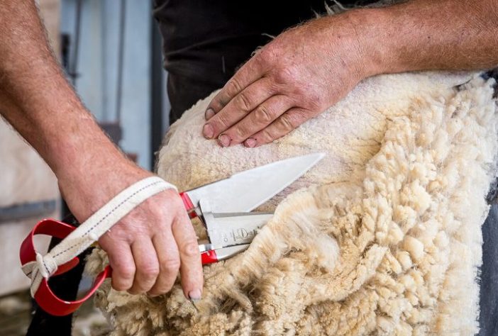 Tosquia de ovelha, lã - Flickr - Stephen and Helen Jones