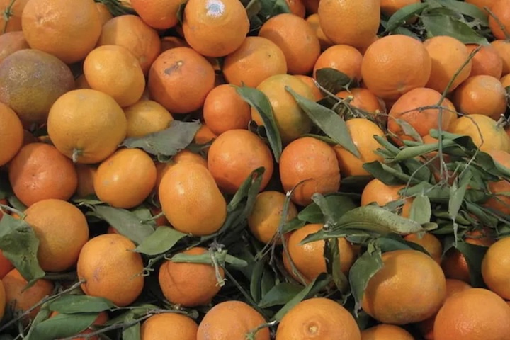 <p>Vale esclarecer que, tecnicamente, tangerina é o nome “guarda-chuva” para toda a espécie Citrus reticulata. Ou seja, tanto a ponkan quanto a morgote são tipos de tangerinas.</p>
