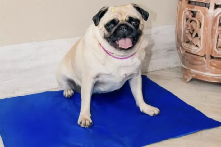 Tapete para pets - Reprodução