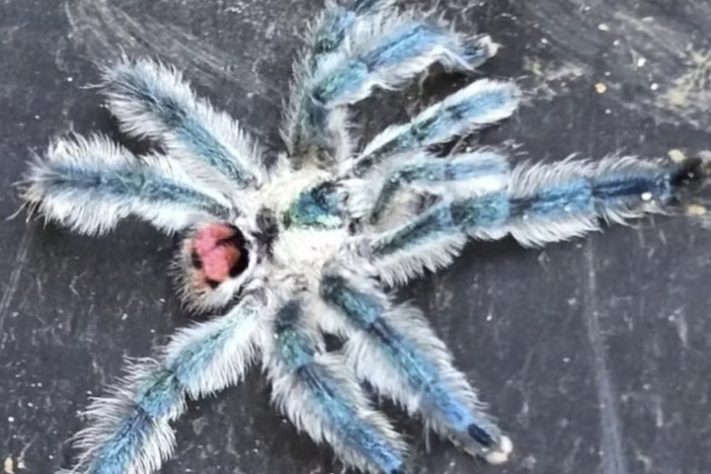 Tarântula do gênero Typhochlaena - iNaturalist/jungledweller