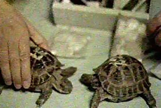 Tartarugas soviéticas fizeram história ao viajar até a Lua e voltar