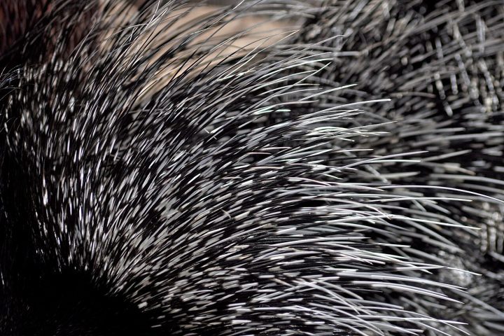 <p>Dependendo da espécie, um porco-espinho pode ter mais de 30 mil espinhos no corpo e, ao contrário de um mito popular, eles não “disparam” seus espinhos contra inimigos.</p>
